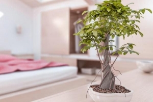 Quali piante migliorano il feng shui di casa mia??