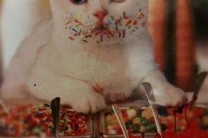 Perché i gatti non possono mangiare lo zucchero?