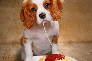 Perché i cani non possono mangiare i pomodori?