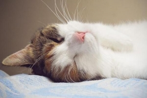 Perché i gatti dormono così tanto?