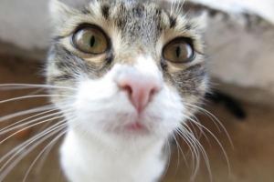 Perché i gatti hanno i baffi??