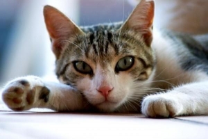 Perché i gatti fanno le fusa?