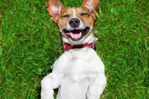 Perché ai cani piacciono gli sfregamenti sulla pancia??