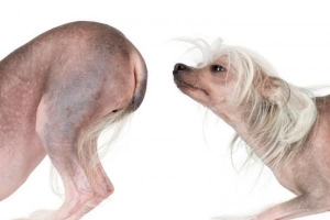 Perché i cani si annusano a vicenda?