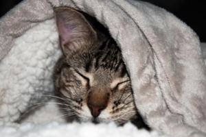 Perché il mio gatto ha le chiazze calve??