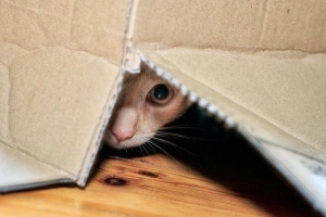 Perché il mio gatto si nasconde??
