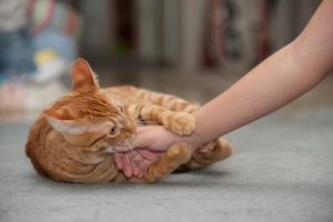 Perché il mio gatto mi impasta e poi mi morde??