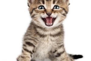 Perché il mio gatto miagola così tanto?