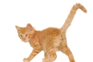 Perché il mio gatto agita la coda?