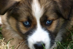 Perché il mio cane mangia le sue feci?