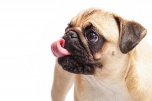 Perché il mio cane ha il singhiozzo??