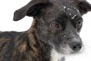 Perché il mio cane ha la forfora?