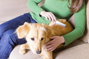 Perché il mio cane perde così tanto?