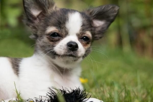 Perché il mio cane trema sempre?