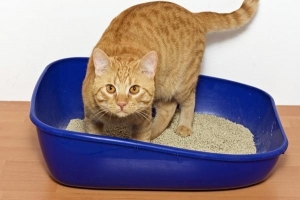 Perché il mio gatto non usa la lettiera?