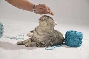 Perché il mio gatto non fa più le fusa??
