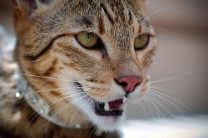 Perché il mio gatto ha i conati di vomito?