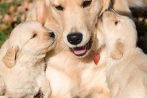 Perché il mio cane non mangia dopo il parto??
